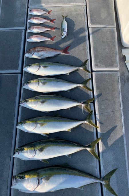 SeaRide(シーライド) 釣果