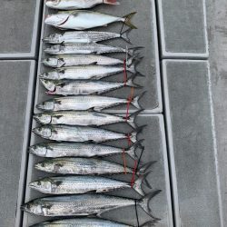 SeaRide(シーライド) 釣果