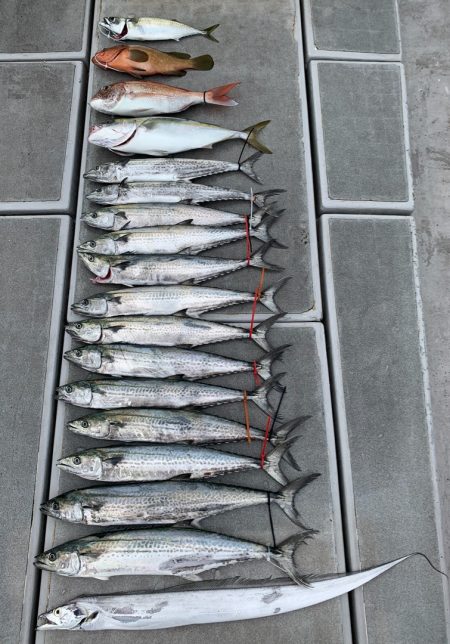 SeaRide(シーライド) 釣果