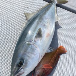 渡船屋たにぐち 釣果