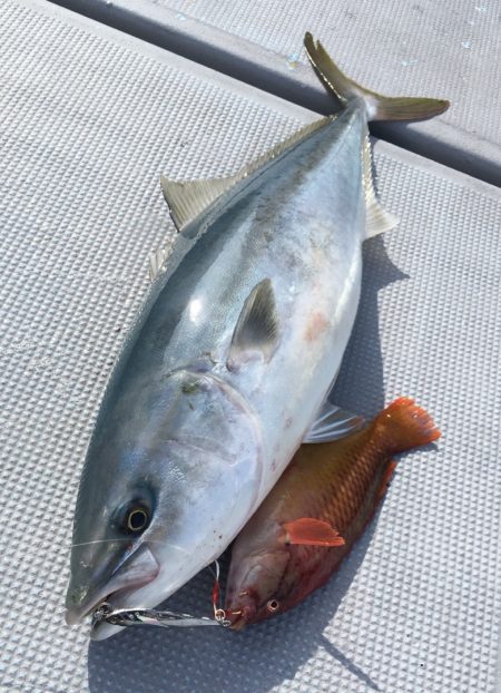 渡船屋たにぐち 釣果