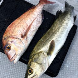 渡船屋たにぐち 釣果