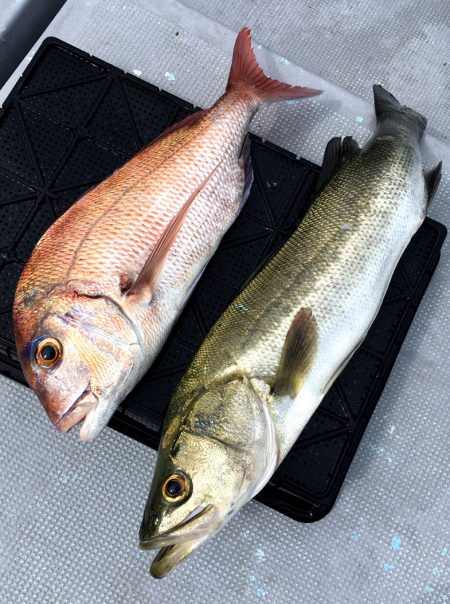 渡船屋たにぐち 釣果