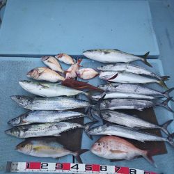 清和丸 釣果