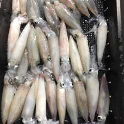 渡船屋たにぐち 釣果