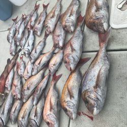 遊漁船メテオ 釣果