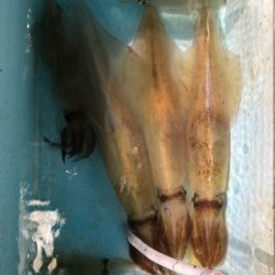 第二八坂丸 釣果