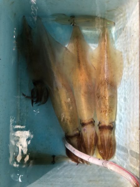 第二八坂丸 釣果