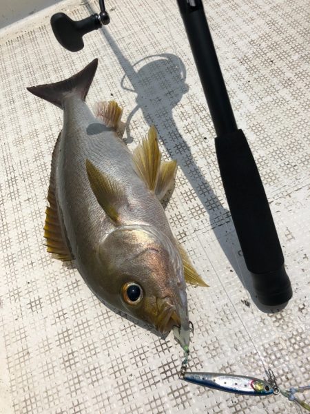 「LaGooN」蒼陽丸 日和号 釣果