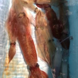 第二八坂丸 釣果