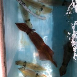 第二八坂丸 釣果