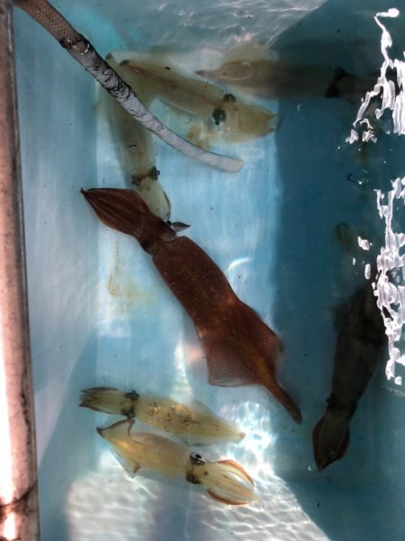 第二八坂丸 釣果