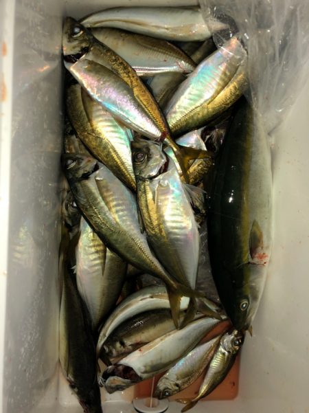 ヤザワ渡船 釣果