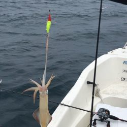「LaGooN」蒼陽丸 日和号 釣果