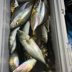 ヤザワ渡船 釣果