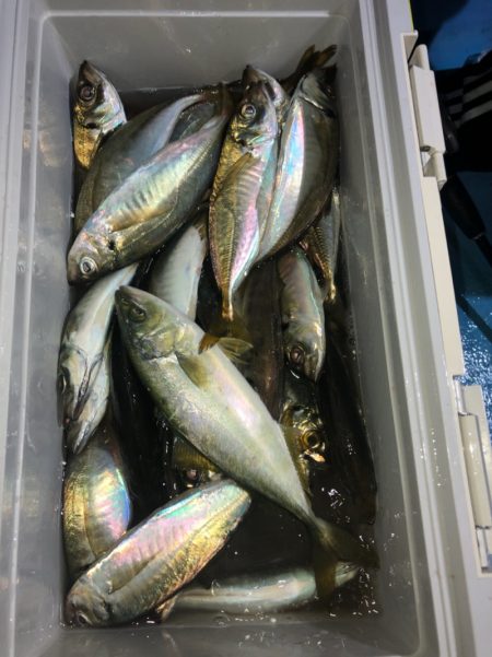 ヤザワ渡船 釣果