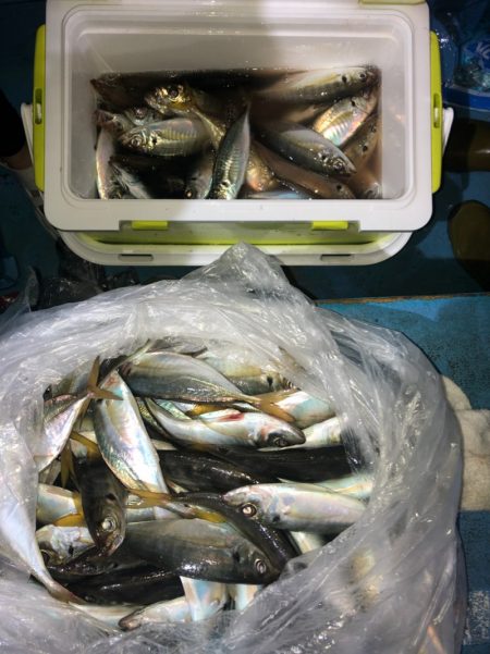 ヤザワ渡船 釣果