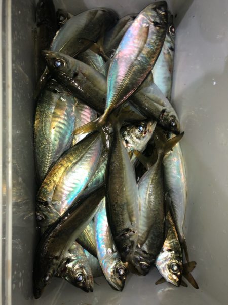 ヤザワ渡船 釣果