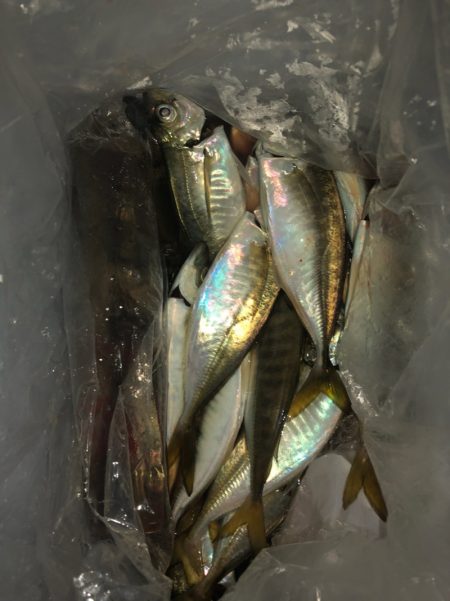 ヤザワ渡船 釣果