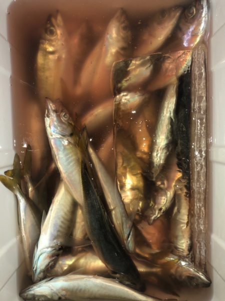 ヤザワ渡船 釣果