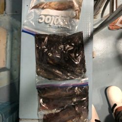 第二八坂丸 釣果