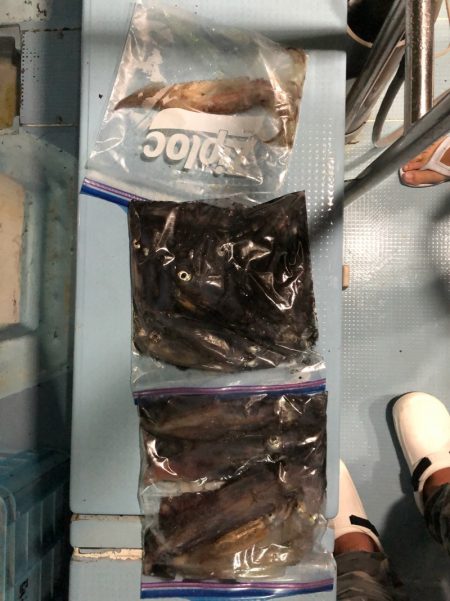 第二八坂丸 釣果