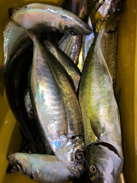 ヤザワ渡船 釣果