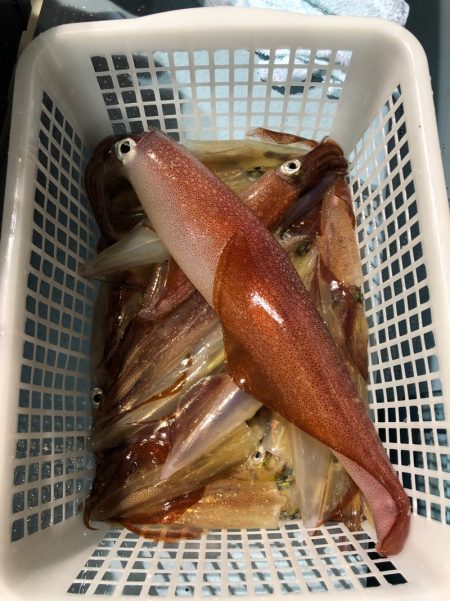 第二八坂丸 釣果