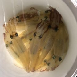 第二八坂丸 釣果