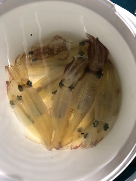 第二八坂丸 釣果