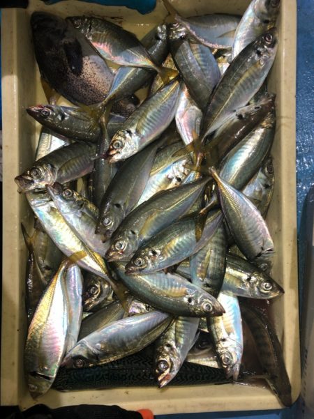 ヤザワ渡船 釣果