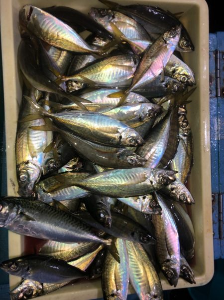 ヤザワ渡船 釣果