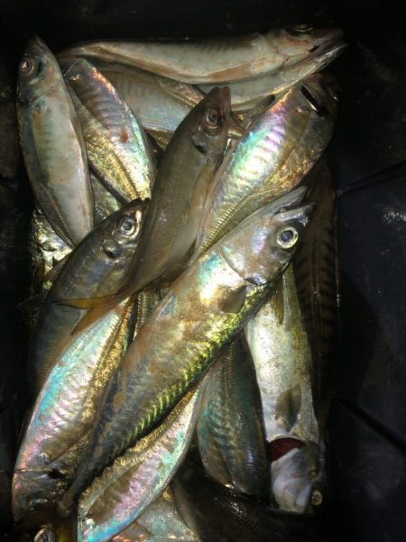 ヤザワ渡船 釣果