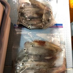 第二八坂丸 釣果