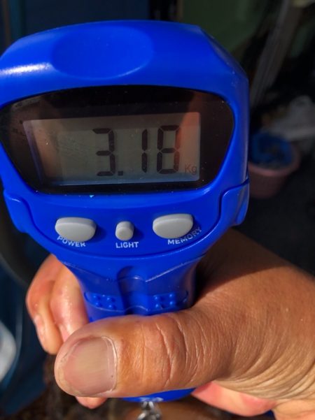 ヤザワ渡船 釣果