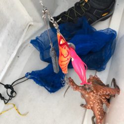 末広丸(熊本) 釣果