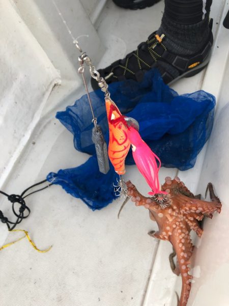 末広丸(熊本) 釣果