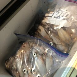 ＴＡＲＯＭＡＲＵ 釣果