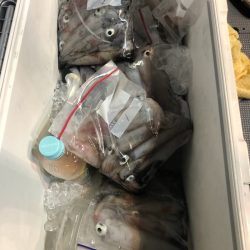 ＴＡＲＯＭＡＲＵ 釣果