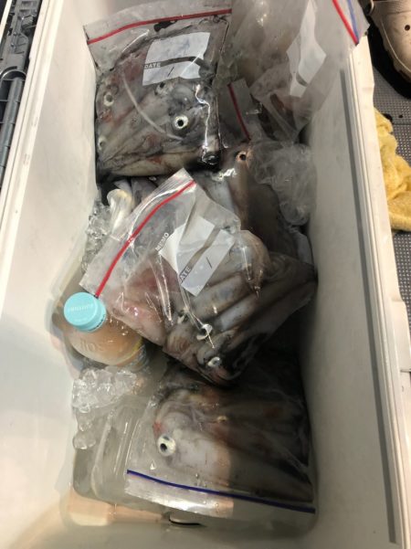 ＴＡＲＯＭＡＲＵ 釣果