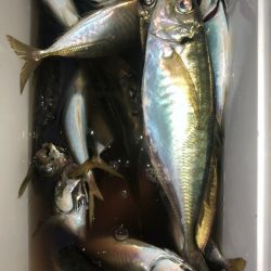 ヤザワ渡船 釣果