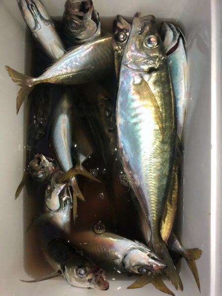 ヤザワ渡船 釣果