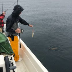 「LaGooN」蒼陽丸 日和号　 釣果