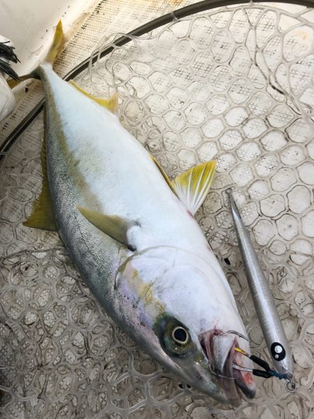 「LaGooN」蒼陽丸 日和号　 釣果