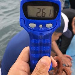 ヤザワ渡船 釣果