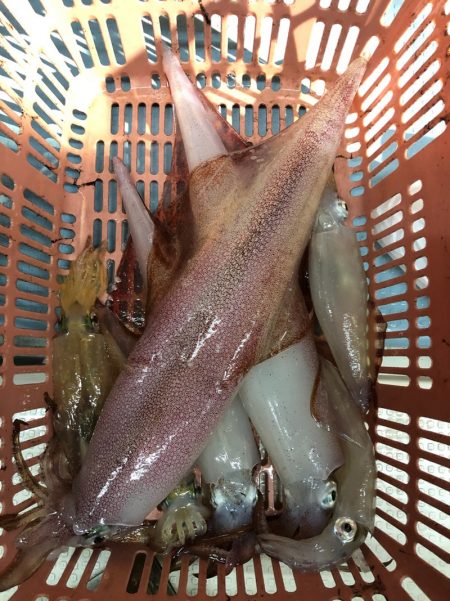 第二八坂丸 釣果