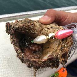 末広丸(熊本) 釣果