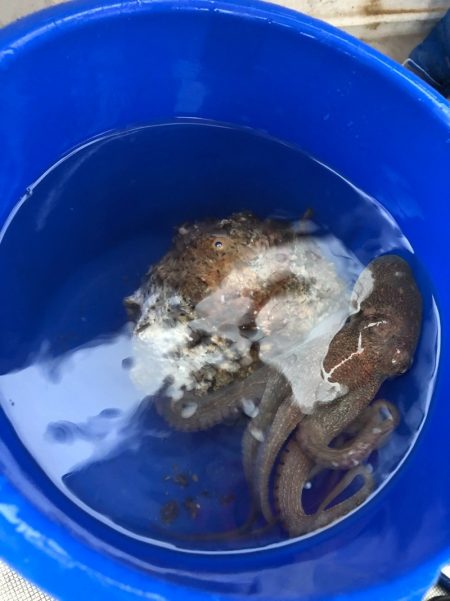 末広丸(熊本) 釣果