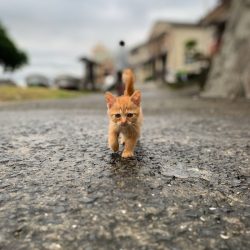 末広丸(熊本) 釣果