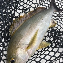 「LaGooN」蒼陽丸 日和号 釣果